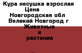 Кура несушка взрослая › Цена ­ 750 - Новгородская обл., Великий Новгород г. Животные и растения » Птицы   . Новгородская обл.,Великий Новгород г.